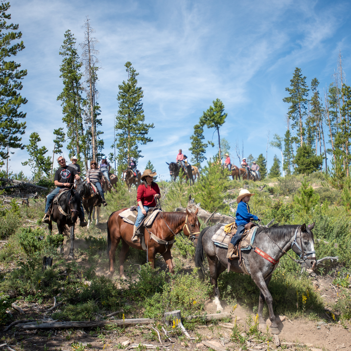 Horses on trail