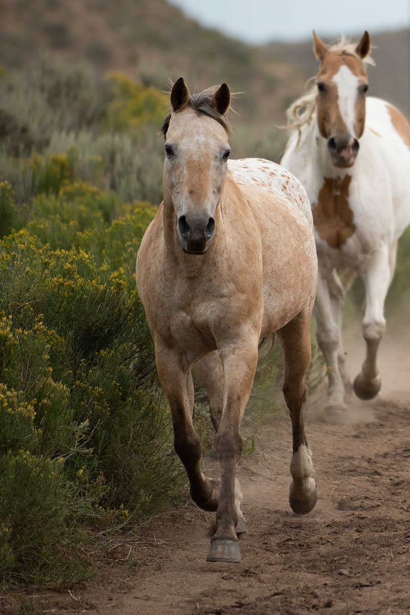 Horses running free at Drowsy Water Ranch