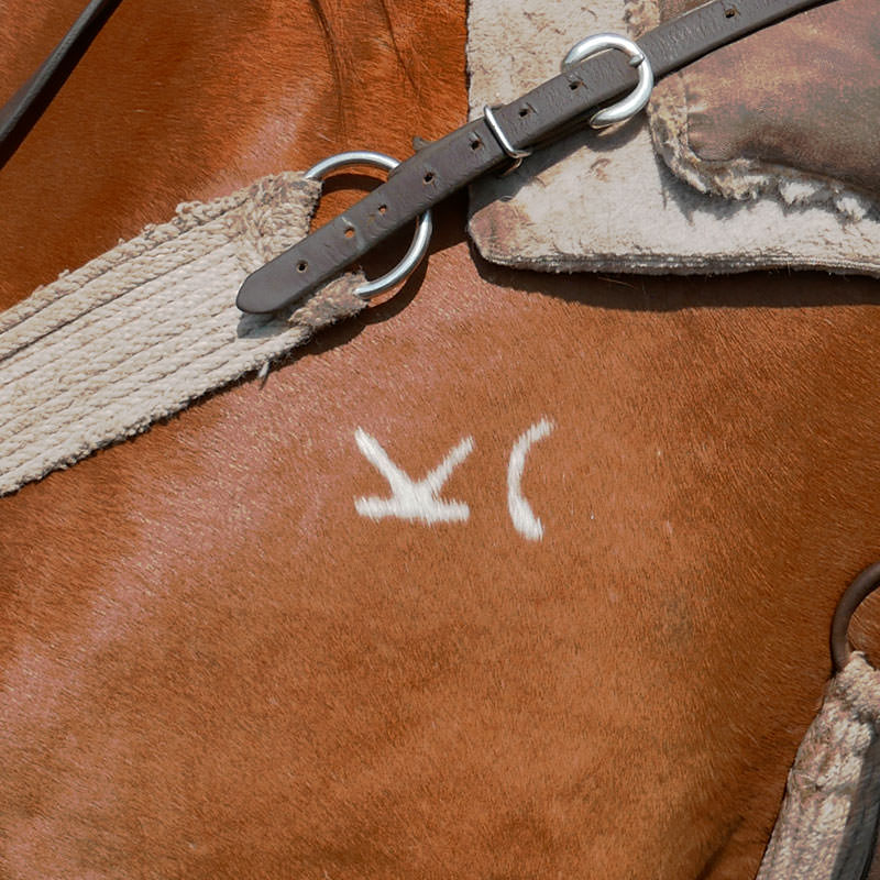 The brand on a horse